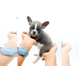 French Bulldog Puppy for sale in WINTER GARDEN, FL, USA