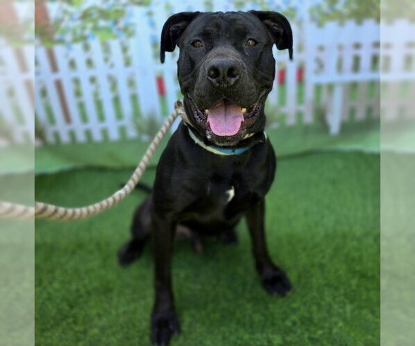 Medium Photo #3 Mutt Puppy For Sale in Long Beach, CA, USA