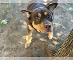 LUNA - Female German Shepherd Dog Dog for Adoption - Small photo