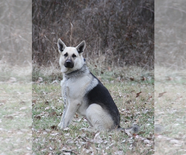 Medium Photo #1 German Shepherd Dog Puppy For Sale in ANNAPOLIS, MO, USA