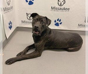 Mastiff Dogs for adoption in Lake City, MI, USA