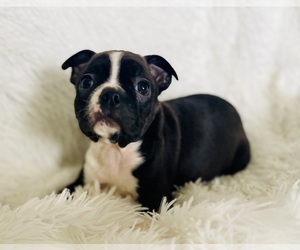 Boston Terrier Puppy for sale in CINCINNATI, OH, USA