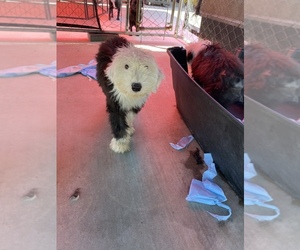 Old English Sheepdog Puppy for sale in TULARE, CA, USA