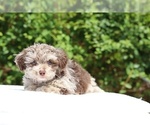 Small #1 ShihPoo