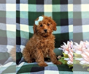 Poodle (Miniature) Puppy for sale in PEACH BOTTOM, PA, USA