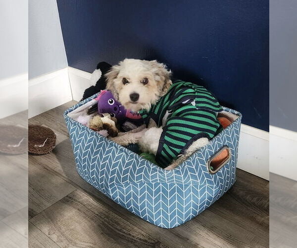 Medium Photo #2 Poodle (Toy) Puppy For Sale in Valrico, FL, USA