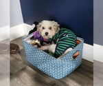 Small #1 Poodle (Toy)