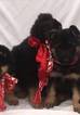Small Photo #19 German Shepherd Dog Puppy For Sale in PORTERVILLE, CA, USA