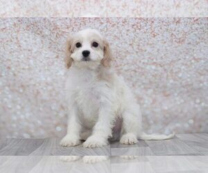 Cavachon Puppy for sale in MARIETTA, GA, USA