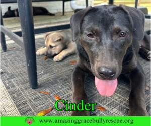 Cinder - Female Labrador Retriever-Unknown Mix Dog for Adoption - Photo #4