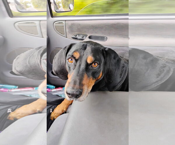 Medium Photo #4 Black and Tan Coonhound Puppy For Sale in Clinton , MI, USA