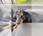 Small #3 Black and Tan Coonhound
