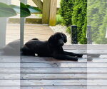 Small #2 Labrador Retriever Mix