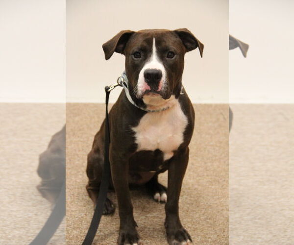 Medium Photo #1 Bullypit Puppy For Sale in Mt. Gilead, OH, USA