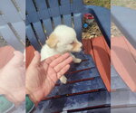 Small Great Pyrenees Mix