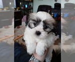 Puppy 3 ShihPoo