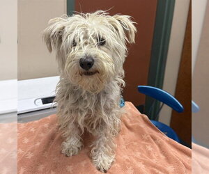 Lhasa Apso-Unknown Mix Dogs for adoption in Rancho Cucamonga, CA, USA