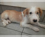 Small #6 Mutt