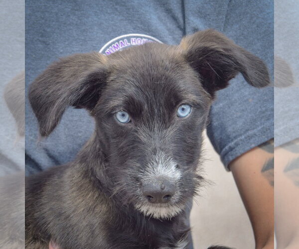 Medium Photo #6 Siberian Husky-Unknown Mix Puppy For Sale in Huntley, IL, USA