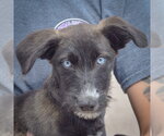 Small #5 Siberian Husky Mix