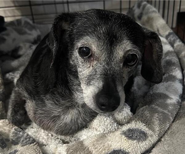 Medium Photo #3 Chiweenie Puppy For Sale in Los Angeles, CA, USA