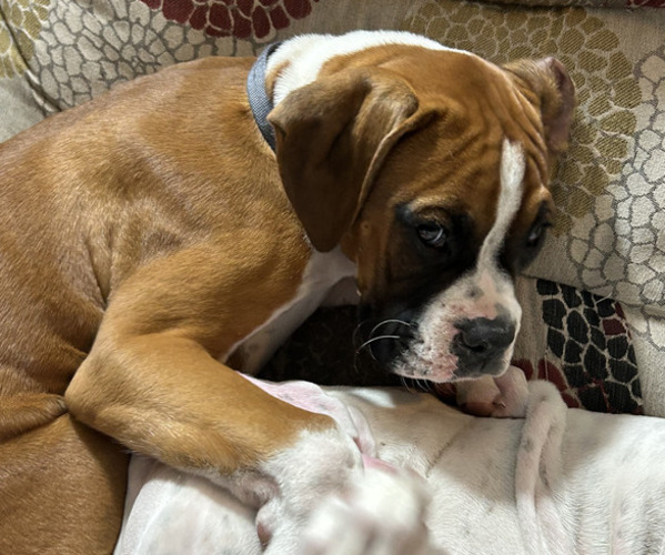 Medium Photo #26 Boxer Puppy For Sale in STRUM, WI, USA