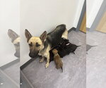 Small #4 German Shepherd Dog