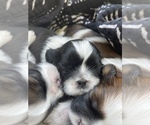 Small Photo #3 Shih Tzu Puppy For Sale in PFLUGERVILLE, TX, USA