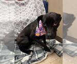 Small Boxer Mix