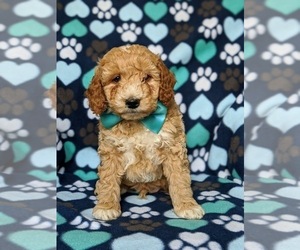 Cock-A-Poo Puppy for sale in KIRKWOOD, PA, USA