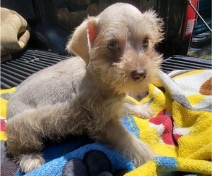 Schnauzer (Miniature) Puppy for Sale in BRYANT, Alabama USA