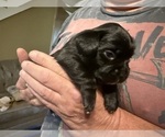 Small Photo #7 Schweenie Puppy For Sale in DOTHAN, AL, USA