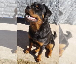 Rottweiler Dogs for adoption in Gilbert, AZ, USA