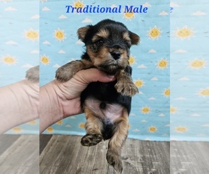 Yorkshire Terrier Dog for Adoption in KATY, Texas USA