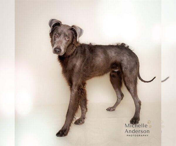 Medium Photo #2 Unknown-Weimaraner Mix Puppy For Sale in Corona, CA, USA