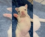 Puppy Puppy 5 French Bulldog
