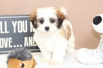 Small Photo #1 Mal-Shi Puppy For Sale in NAPLES, FL, USA