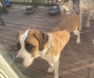 Mother of the Saint Bernard puppies born on 07/26/2025
