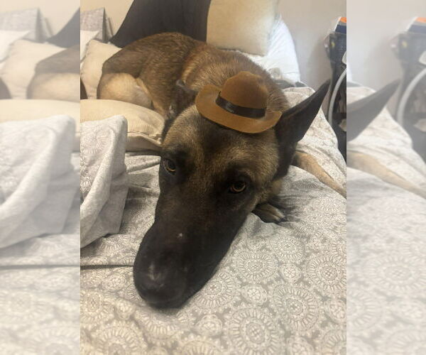 Medium Photo #4 Mutt Puppy For Sale in Imlay City, MI, USA