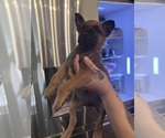 Small #1 Belgian Malinois