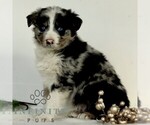 Small #2 Australian Shepherd