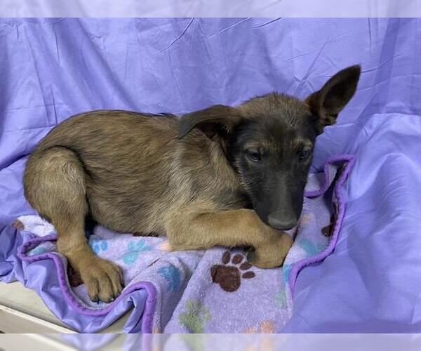 Medium Photo #1 German Shepherd Dog-Unknown Mix Puppy For Sale in Modesto, CA, USA
