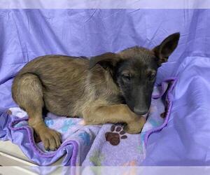 German Shepherd Dog-Unknown Mix Dogs for adoption in Modesto, CA, USA