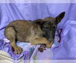 Small German Shepherd Dog Mix