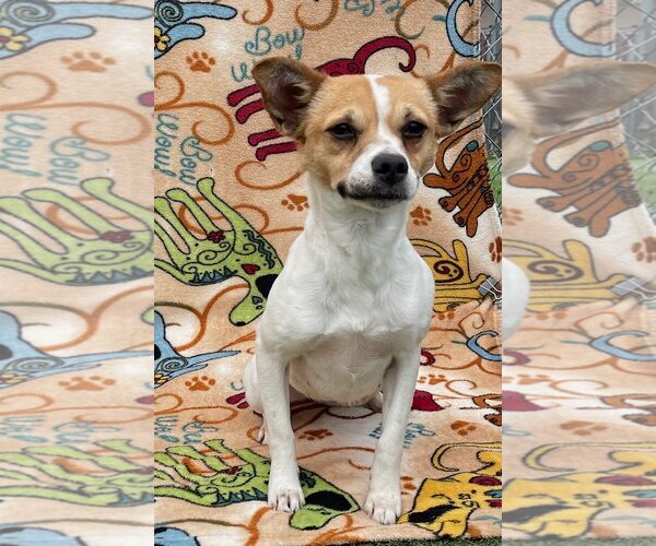 Medium Photo #3 Jack Russell Terrier-Unknown Mix Puppy For Sale in Arcadia, FL, USA