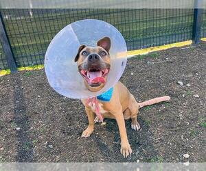 Mutt Dogs for adoption in Orange, CA, USA