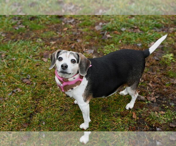 Medium Photo #14 Beagle Puppy For Sale in Gloversville, NY, USA