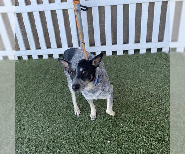 Medium Photo #1 Texas Heeler Puppy For Sale in Modesto, CA, USA