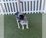 A615422 - Male Texas Heeler Dog for Adoption - Small photo