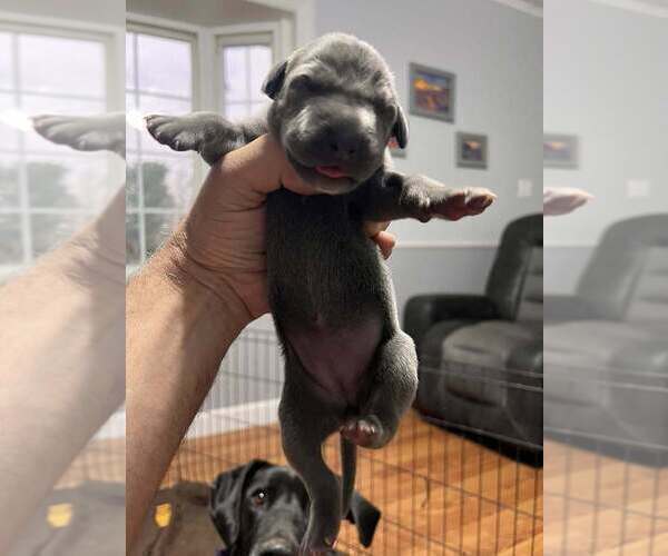 Medium Photo #5 Great Dane Puppy For Sale in MAYSVILLE, KY, USA